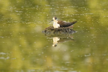 black-winged stilt ( himantopus himantopus ) on the nest