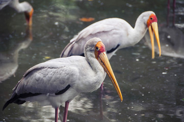 Yellow billed stork in Kuala Lumpur zoo