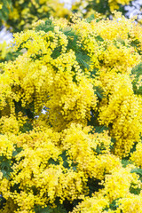 Obraz premium Mimosa