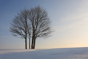 Fototapeta na wymiar Solitaire tree winter