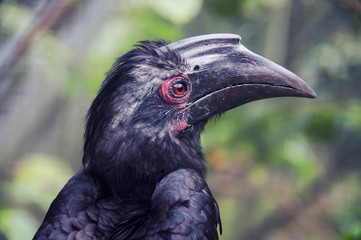 Black hornbill in Kuala Lumpur zoo
