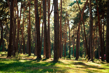 beautiful green forest
