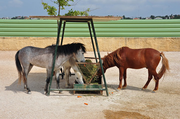 skyros pony horses hay feeder