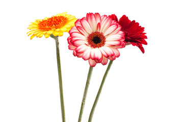 beautiful gerbera