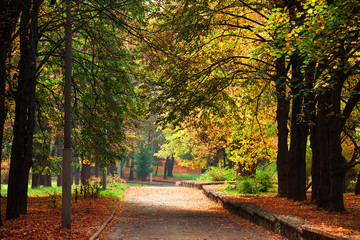 Obraz premium Autumn in the park
