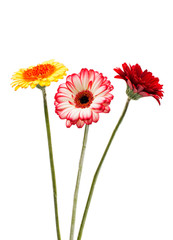 beautiful gerbera