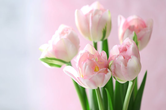 Beautiful spring flowers on light background