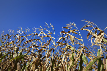 Cornfield and blue clear sky at nice sun day