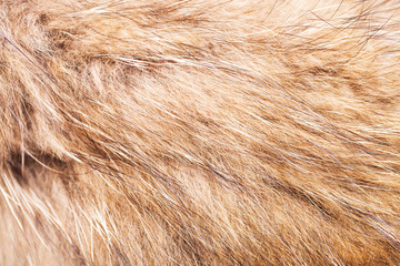 animal fell texture