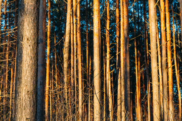 Background Pine Trunks Sunset Sunrise Forest