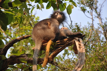 Fototapeta premium Dusky Leaf Monkey.