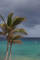 Plakat Palme auf Fuerteventura mit Segelboot