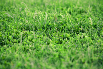 Green grass