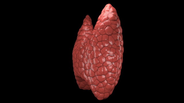 Thyroid gland organ rotating in seamless loop