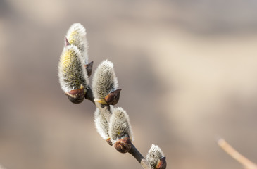 willow flovers © Igor Syrbu