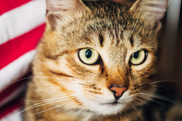 Close Up Portrait Tabby Male Kitten Cat