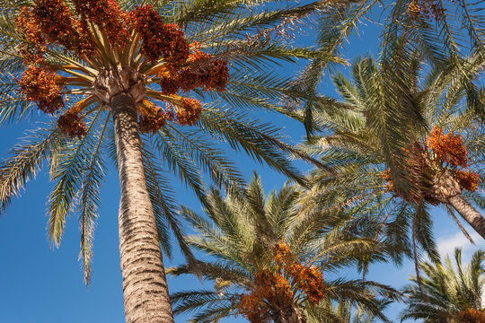 date palms with ripe fruit against blue sky