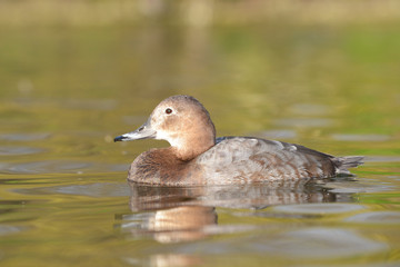 Common Pochard, Pochard, Aythya ferina