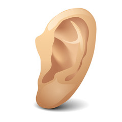 Ear