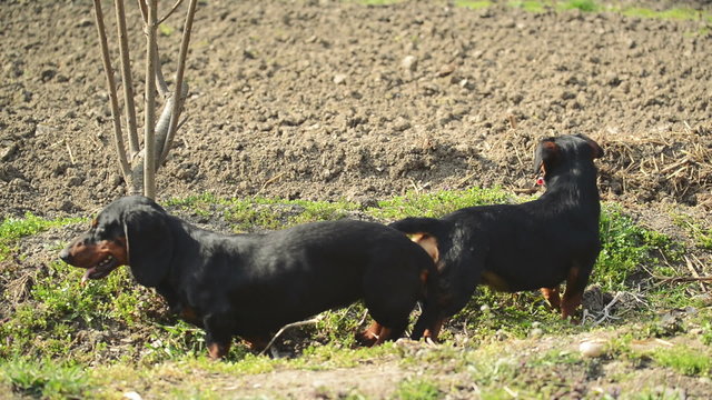 Pair of Tied Dachshund Dog Mating, Animal Sex Scene