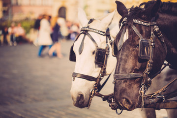 Obraz premium Two Horses Are Harnessed To Cart For Driving Tourists In Prague