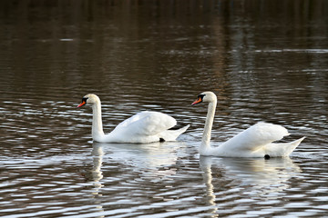 Two beautiful white Swan