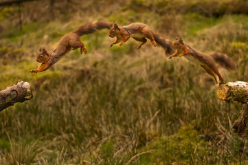 Red Squirrel Leap