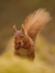 Naklejka na ściany i meble Red squirrel enjoying a nut