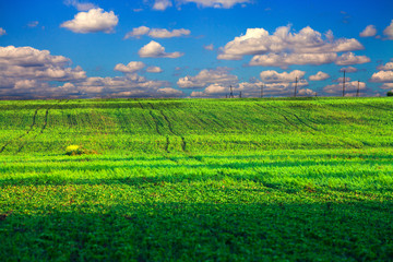 Fototapeta na wymiar Green grass under blue sky