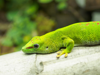 Gecko