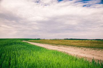 Beatiful morning green field with blue heaven