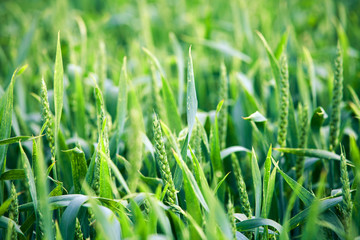 Beatiful morning green field with blue heaven