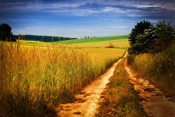 Fototapeta na wymiar Beautiful morning green field with blue heaven