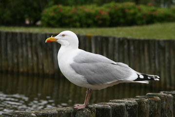 Möwe