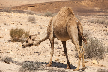 Ñamel going through the desert