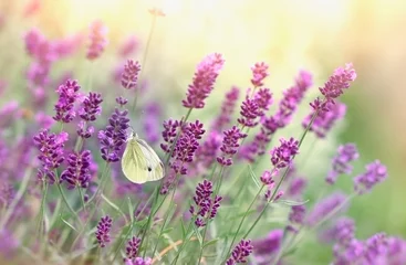 Gartenposter Bestsellern Blumen und Pflanzen Schmetterling auf Lavendelblüte