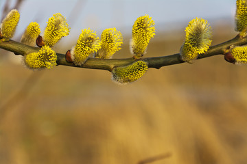 Fototapeta premium Branches of blooming yellow catkins.
