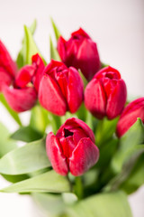 Fototapeta premium Red tulips on an antique wooden background