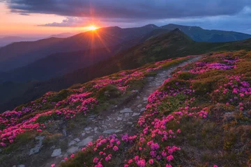 Fotobehang Chocoladebruin rhododendron  © Ivan Kmit