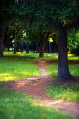 beautiful green forest