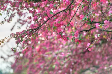 Foto auf Acrylglas Kirschblüte sakura