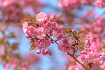 sakura