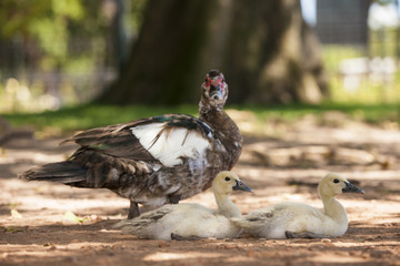 Patos
