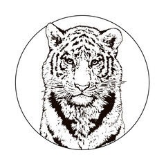 Graphic drawing of a Bengal tiger. Wildlife. Big cat