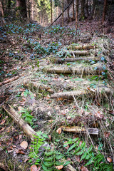 Obraz premium wooden steps