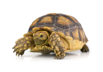 turtle isolated on white background