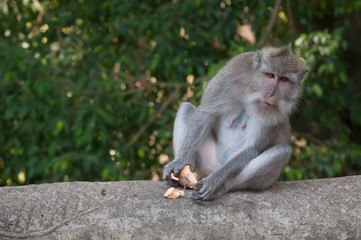 Obraz premium Balinese monkey sitting in sacred forest, Ubud, Bali, Indonesia.