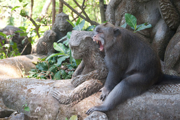 Obraz premium Balinese monkey sitting in sacred forest, Ubud, Bali, Indonesia.