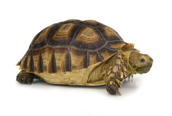 turtle isolated on white background