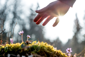 Hand of a man above a mossy rock with new delicate blue flower